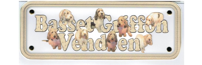 Basset Griffon Vendeen - grand